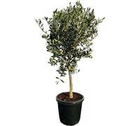 Olivier 10 ans - 100 centimètres de haut - Olea europea - Résistant à l'hiver jusqu'à -18 - Fructification - Arbre fruitier - Endroits ensoleillés