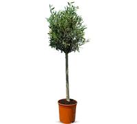 Olivier 10 ans - 130 centimètres de haut - Olea europea - Résistant à l'hiver jusqu'à -18 - Fructification - Arbre fruitier - Endroits ensoleillés