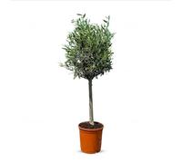 Olivier à troncs hauts - 100 cm de haut - Résistant à l'hiver - Produit A+ - OLEA EUROPEA