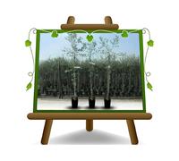 Olivier arbre olives Ascolana - Plante fruitière arbre max 160 cm - 3 ans