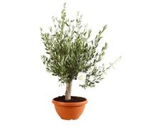Olivier bonsaï ? Olea europaea Bonsai 80/90 cm Pot 35cm