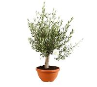 Olivier Bonsaï Olea Europaea Bonsai 80/90 cm Pot 35cm - Plante En Pot - Floraison Mai à Juin Exposition - Hauteur 80/90 Cm - Exposition Soleil Sol