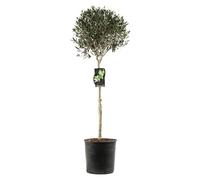 Olivier Boule Olea Europaea Diamètre Boule 30cm Pot 10l - Plante En Pot - Floraison Mai à Juin Exposition - Hauteur 1/2 De - Exposition Soleil Sol