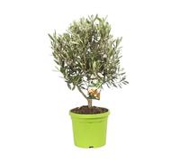 Olivier Buisson Olea Europaea Buisson 30/40 cm Pot 18cm - Plante En Pot - Floraison Mai à Juin Exposition - Hauteur 30/40 Cm - Exposition Soleil Sol