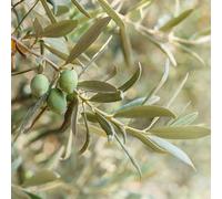 Olivier Buisson Olea Europaea Buisson 40/50cm Pot 4l - Plante En Pot - Floraison Mai à Juin Exposition - Hauteur 1,50 à 2 m - Exposition Soleil Sol