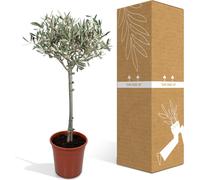 Olivier Olea - Ø19cm - ↕90cm
