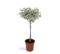 Olivier olea - 90cm - Ø19 - arbuste fruitier - Plante extérieur