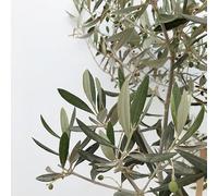 Olivier Olea Europaea 100/125cm Pot 25l - Plante En Pot - Floraison Mai à Juin Exposition - Hauteur 3 à 5 m - Exposition Soleil Sol