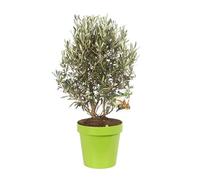 Olivier Olea Europaea 40/50 cm Pot 24cm - Plante En Pot - Floraison Mai à Juin Exposition - Hauteur 40/50 Cm - Exposition Soleil Sol