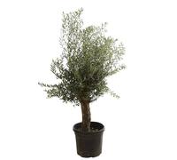 Olivier Olea Europaea 40cm - Plante En Pot - Floraison Mai à Juin Exposition - Hauteur 1/2 Tige - Exposition Soleil Sol