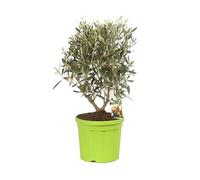 Olivier Olea Europaea 50 cm Pot 20cm - Plante En Pot - Floraison Mai à Juin Exposition - Hauteur 50 Cm - Exposition Soleil Sol