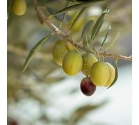 Olivier Olea Europaea 60/80cm Pot 10l - Plante En Pot - Floraison Mai à Juin Exposition - Hauteur 3 à 5 m - Exposition Soleil Sol