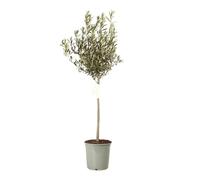 Olivier Olea Europaea 70 cm Pot 5l - Plante En Pot - Floraison Mai à Juin Exposition - Hauteur 70 Cm - Exposition Soleil Sol