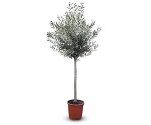 Olivier Olea Europea - Arbre rustique résistant, adapté en pot ou extérieur, apport méditerranéen