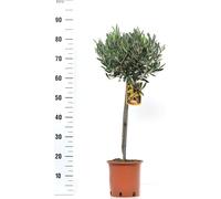 Olivier Olea Europea Tige 100 cm - Arbres formés pour jardin, terrasse & balcon