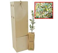 Olivier Sauvage | Arbuste pour Aménagement Paysager et pour son Fruit l’Olive | Jeune Pousse de 30 cm Reçue dans une Caisse en Bois Réutilisable | 1 Unité