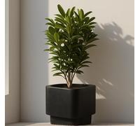 Olly & Rose Pot de plantes Fibretone extra grand 45 cm - Pot de fleurs noir surélevé rectangulaire arrondi pour intérieur et extérieur - Collection Mora