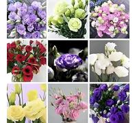 OLOADE 300 graines d'eustoma, fleurs d'eustoma mélangées colorées, graines de fleurs, belles fleurs, adaptées à la décoration de balcon et de jardin