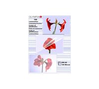 OLYMPIA - Transparent - A6 (105 x 148 mm) 100 pcs. ruban laminé