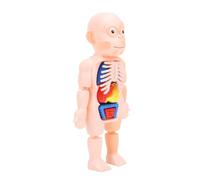 Omquot Modèle de Corps Humain, Jouet éducatif de Torse Détachable pour Enfants de 6 Ans et Plus, Modèle de Physiologie Anatomique, Taille Compacte, Plastique, 23,5 Cm