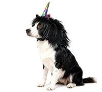 Onmygogo Costume de renne amusant pour chien - Perruque mignonne à fourrure pour animal de compagnie - Pour Halloween, Noël - Vêtements pour animaux de compagnie - Accessoires (L, licorne noire)