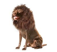 Onmygogo Lion Crinière pour Chiens - Perruque en Fourrure pour Halloween et Noël - Accessoire pour vêtements pour Animaux de Compagnie (Medium, Marron foncé)