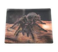 Onwomania Oiseau araignée Webspinne - 9 x 7 cm - Carte magnétique - Aimant de réfrigérateur - Pour réfrigérateur - Noir