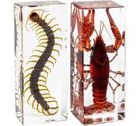 Opaeroo 2 pièces Échantillon d’Insecte en résine Simulation de scarabée Outil Scientifique et Objet de Collection décoratif pour Salle de Classe ou décoration de Bureau