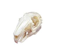 Opaeroo Crânes d'animaux Naturalisés - Spécimens Osseux Décoratifs pour Décoration d'Intérieur et Exposition Musée