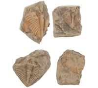 Operitacx 4 Pièces Spécimens de Trilobites pour Collectionneurs, Restes Préhistoriques Authentiques de Queue pour Éducation Scientifique, Étude Géologique et Exposition Paléontologique
