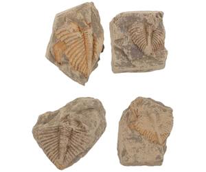Operitacx 4 Pièces Spécimens de Trilobites pour Collectionneurs, Restes Préhistoriques Authentiques de Queue pour Éducation Scientifique, Étude Géologique et Exposition Paléontologique