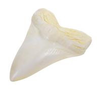Operitacx Dent de requin géant : Dent de mégalodon réaliste - Fausse de requin géant en résine de mégalodon - Modèle de d'animal de 13,5 cm pour l'éducation en t la