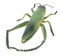 Operitacx Figurine Sauterelle Verte Réaliste en PVC, Décoration Éducative
