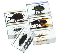 Operitacx Lot de 6 Spécimens D'insectes en Résine Solide et Fiable, Collection D'insectes Variés comme Presse-papiers ou Présent Scientifique