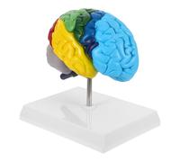Operitacx Modèle de Cerveau Humain Anatomique à L'Échelle 1:1, Hémisphère Droit, Matériau Solide, Outil Pédagogique Médical Zones Fonctionnelles pour L'Étude des Neurosciences en Classe