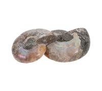 Operitacx Pendentif Fossile De Conque Naturelle 3x2.4x1 Cm En Ammonite Brute Spécimen De Coquille Pour Usage Éducatif