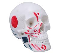 OPPWONG Modèle de Crâne Anatomique en PVC, Pièce D'affichage Compacte pour une Utilisation éducative dans les Salles de Classe, les Laboratoires et les Ateliers 4,53 X 3,35 X 2,76 Pouces pour les