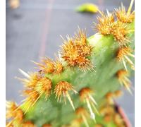 Opuntia aciculata/Opuntia à aiguilles de feu/Conteneur de 2 à 2.9 litres/Cactée