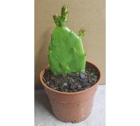 Opuntia ficus-indica/Figuier de Barbarie/Conteneur de 0.5 à 0.9 litres/Cactée