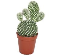 Opuntia microdasys albata - Cactus à épines blanches - en pot de 5,5 cm