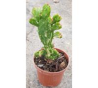 Opuntia monacantha 'Variegata' / Conteneur de 0.5 à 0.9 litres/Cactée d'intérieur et d'extérieur à la belle saison