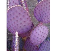 Opuntia violacea c. Santa Rita seedsedible figue de Barbarie Violet CombSH C52