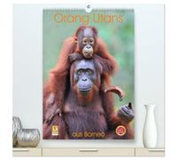 Orang Utans aus Borneo (hochwertiger Premium Wandkalender 2026 DIN A2 hoch), Kunstdruck in Hochglanz: Die sanftmütigen Wald-Menschen aus dem indonesischen Regenwald
