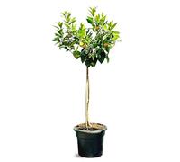 ORANGE TREE - Citrus Sinensis - Fruit - Oranger - Citrus Plant - 160 centimètres - A+