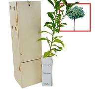 Oranger Amer ou Bigaradier- Arbre Fruitier Harmonieux - Croissance Rapide et Agrumes Parfumés - Jeune Pousse de 30 cm Reçue dans une Caisse en Bois Réutilisable - 1 Unité