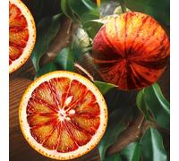 Oranger Arcobal 70-100 cm Citrus Sinensis Arcobal Arc-en-ciel Orange, Arbre à agrumes pour jardin terrasse balcon & jardin d'hiver, Aromatique & fruité