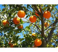Oranger Citrus Sinensis Valencia 120-140 cm - Oranger pour jardin & balcon, fruits frais, rustique, facile d'entretien, idéal pour le DIY verger