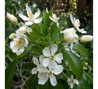 Oranger du Mexique 'Aztec Pearl' Choisya 40-50 cm pot | Arbuste persistant, Fleurs blanches parfumées, Idéal haie, Idéal terrasse