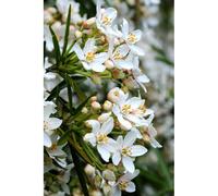 Oranger du mexique 'aztec pearl' taille du pot - en pot de 3 litres