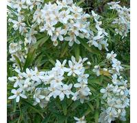 Oranger du mexique - choisya 'aztec pearl' - 50-60 cm pot